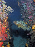Dusky grouper in a crevice