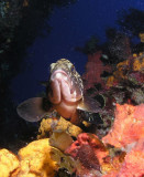 Dusky Grouper with sponges