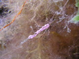 Egg sac of the previously photographed flabellina for those of you who like that stuff