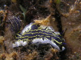 Elegant nudibranch
