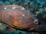 Up close and personal with a grumpy grouper
