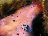 Baby discodorid nudibranchs