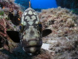 Bob's grouper kissing itself in his wide-angle lens