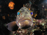 Another grouper that likes his own image
