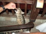 Another house cat enjoying some expensive lamb chop (Kyrenia)