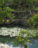 Cenote at Dzilbilchaltun