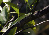 Lizard chillin out in my orange tree