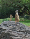 Animal Kingdom Meerkat