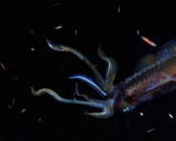 Reef Squid 2.jpg
