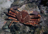 Reef Crab