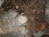 OK, this scallop is going home with me--I can find them in the mountains; no wonder I always got my limit in St. Joe Bay!