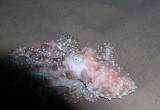 White-spotted octopuses are common around the wreck and rock walls.