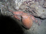 These octopus ran for cover under me when disturbed by some other divers.