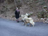 These are the large, Turkish herd dogs called Kangals.  You cant export pure breds from the country.