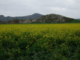 Mustard field--probalby to add nitrogen to the soil, but we do see some Turkish mustard on the tables.