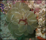 LIttle Red Crab in Mabul, Malaysia