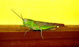 Malaysian Grasshopper 2006