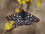 Variable Checkerspot