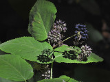 California Spikenard, Aralia californica