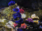 coral reef