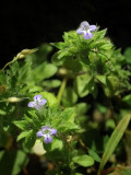 Thyme-leaved Pogogyne, Pogogyne serpylloides