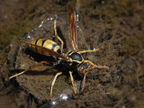 Golden Paper Wasp, Polistes aurifer