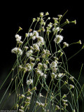 Anglestem Buckwheat, Eriogonum angulosum