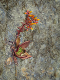 Rock Lettuce, Dudleya sp