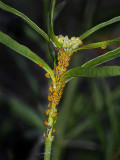 Aphids on Milkweed