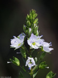 Water Speedwell, Veronica anagallis-aquatica