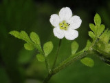 Variable-leaved Nemophila, Nemophila heterophylla