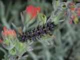 Checkerspot Caterpillar on Indian Paintbrush