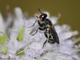 Thick-headed Fly, Thecophora sp.
