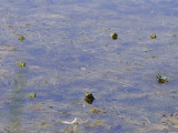 Bullfrogs watching dragonflies