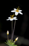 Small-flowered Linanthus