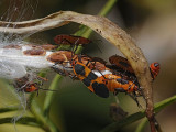 Milkweed Bug, adult + instars