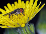 Syrphid Fly