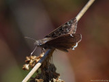 Mournful Duskywing