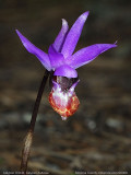 Calypso Orchid, Calypso bulbosa