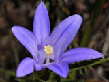 Dwarf Brodiaea, Brodiaea terrestris