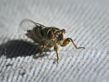 Periodical Cicada 810