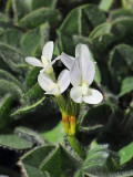 Subterranean Clover. Trifolium subterraneum