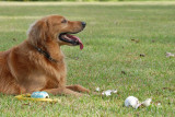 Dogs Rule at the Park-12.jpg