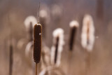 Palka (Typha L.)