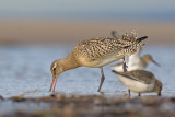 Szlamnik i biegus zmienny (<i>Limosa lapponica et Calidris alpina</i>)