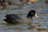 Lyska (<i>Fulica atra</i>)