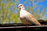 Eurasian Collared Dove / Tourterelle Turque