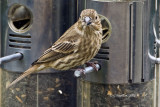 House Finch / Roselin Familier