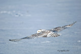 Snowy Owl / Harfang des Neiges