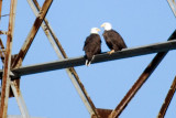 Love Birds (Bald Eagles)